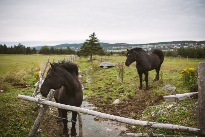 Two horses wait for hay at a wedding at Lesters Farm Chalet in St. John's Newfoundland and Labrador