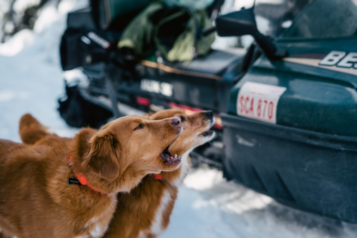 Dogs bark at skidoos during winter engagement session in Newfoundland and Labrador