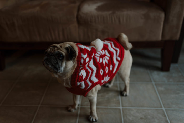 Pug is ready for its Christmas Photoshoot in St. John's Newfoundland and Labrador
