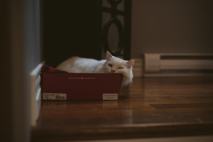 Cat takes a nap in a box while wedding preparation happens around it in Newfoundland and Labrador