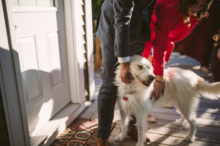 Dog getting scratches during wedding in Conception Bay South Newfoundland and Labrador