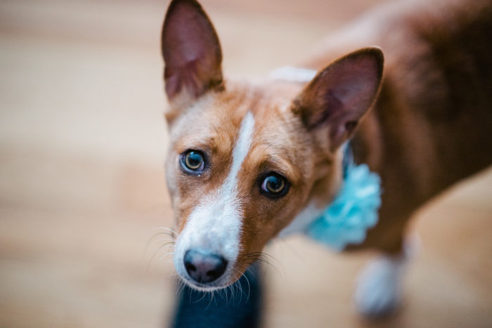 Dog stares into camera at wedding in Newfoundland and Labrador